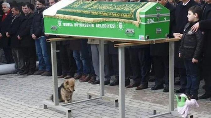 Top 3 Kisah Anjing Setia Datangi Makam Tuannya Citizen6 Liputan6 Com