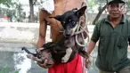 Seekor anjing setelah diselamatkan di gorong-gorong kali Gresik, Menteng, Jakarta Pusat, Rabu (23/5). Anjing yang terjebak selama 3 hari di gorong-gorong tersebut berhasil diselamatkan dan dibawa ke tempat penampungan. (Liputan6.com/Arya Manggala)