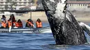 Wisatawan berada di atas perahu menonton paus bungkuk melompat dari air di perairan Samudera Pasifik di Los Cabos, Meksiko (14/3). (AFP/Fernando Castillo)