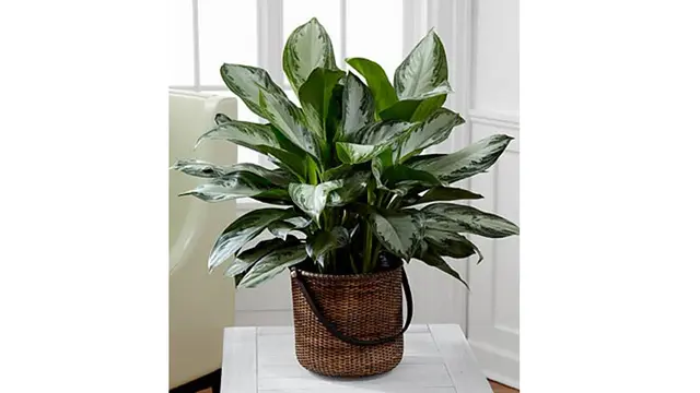 Chinese Evergreen