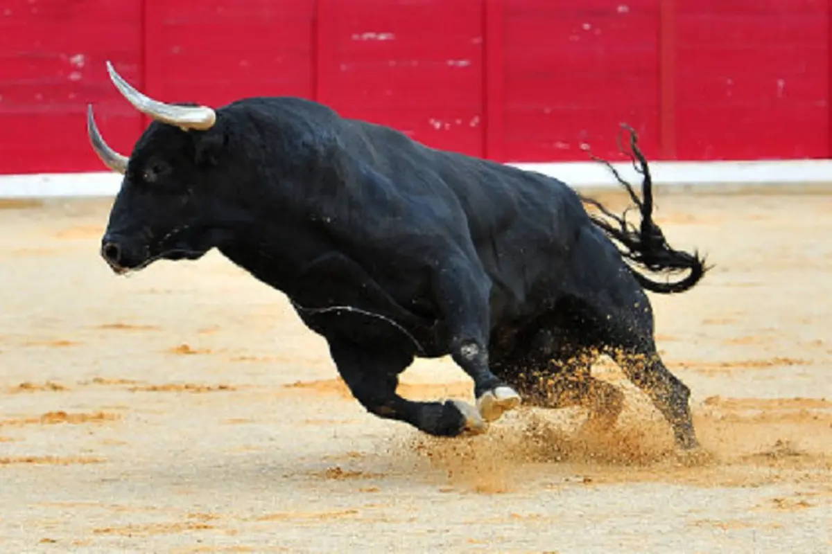 Ilustrasi banteng (iStock)