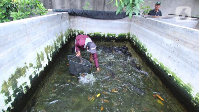 Budidaya Ikan Lele Kala Pandemi COVID-19