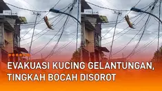 Perlakuan kucing sulit ditebak, terlebih bila dilepas liarkan. Seperti yang viral baru-baru ini. Seekor kucing bergelantungan di kabel yang melintang di perkampungan.