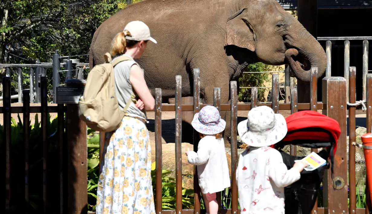 Keluarga menyaksikan seekor gajah di kandangnya di Kebun Binatang Taronga di Sydney (18/10/2021). Kebun binatang Taronga membuka kembali pintunya bagi pengunjung yang divaksinasi setelah pencabutan pembatasan penguncian Sydney. (AFP/Saeed Khan)