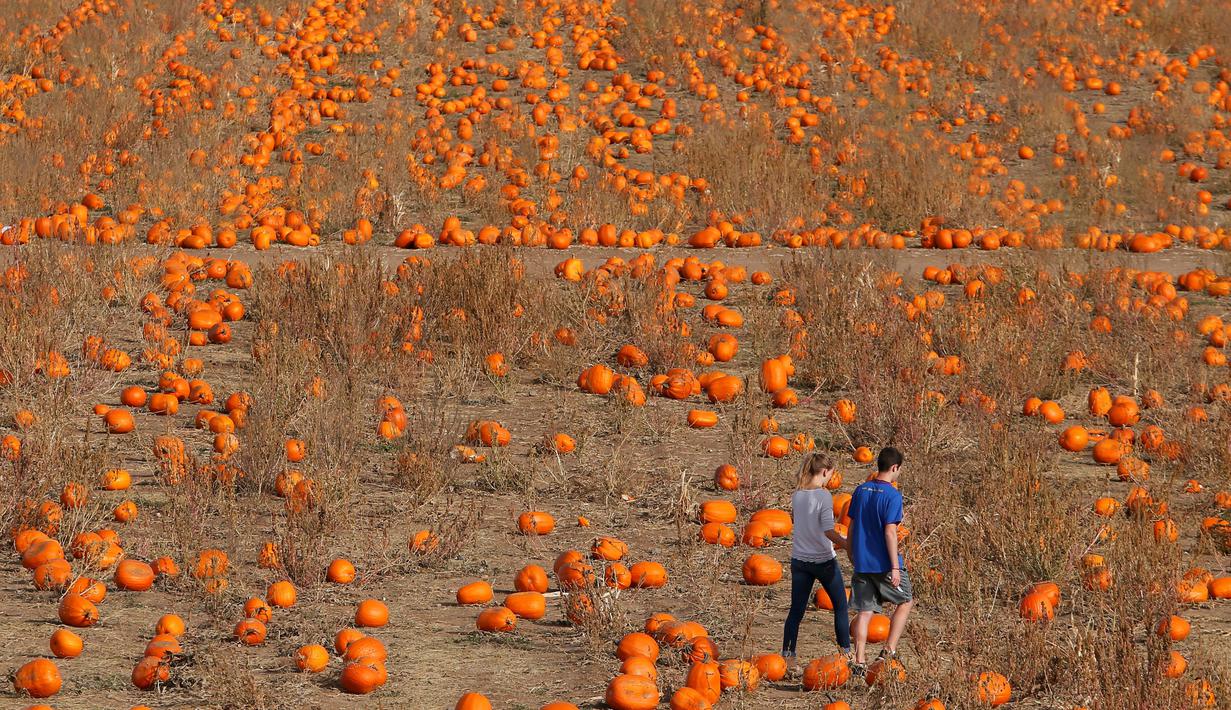 Seorang pria dan wanita berjalan mencari labu untuk perayaan hari Halloween di ladang Rock Creek Farm di Broomfield, Colorado, (27/10). Hari Halloween dirayakan setiap tahun pada tanggal 31 Oktober. (REUTERS/Rick Wilking)