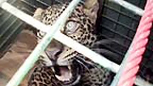 Macan Tutul Masuk Pemukiman Warga