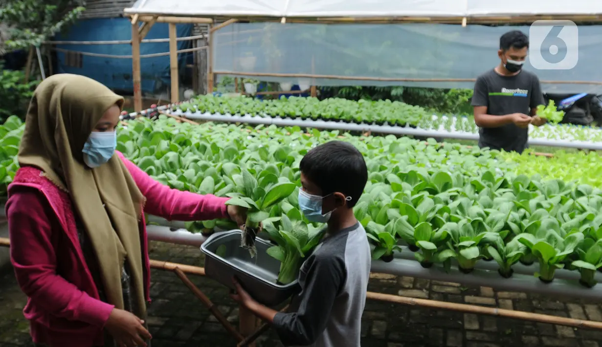 Warga melakukan panen sayuran pakcoy dengan sistem hidroponik di halaman rumahnya di Bojongsari, Depok, Jawa Barat, Senin (7/3/2022). Panen sayuran pakcoy dengan sistem hidroponik dapat menghasilkan pendapatan rata-rata 2 juta hingga Rp 2,5 juta/bulan. (merdeka.com/Arie Basuki)