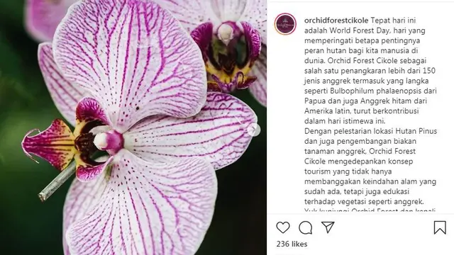 Orchid Forest Cikole