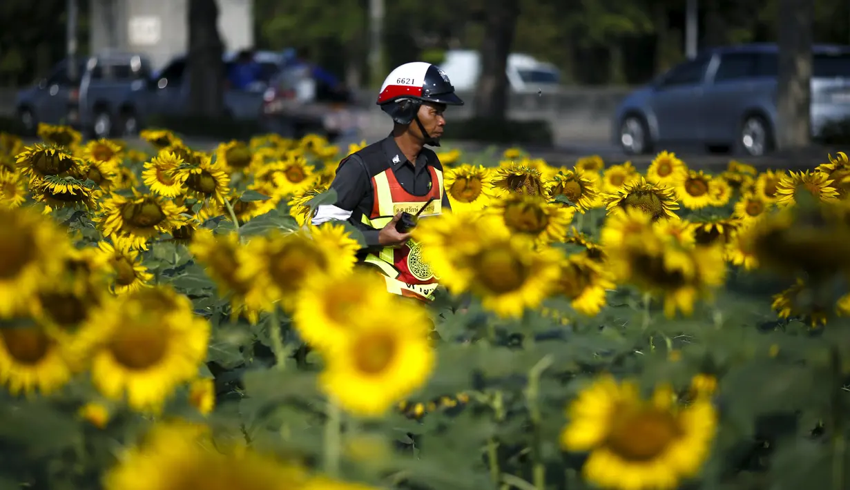 Seorang polisi berjalan di antara bunga matahari yang bermekaran di sebuah ladang di Bangkok, Thailand, Rabu (13/1/2016). (REUTERS / Athit Perawongmetha)