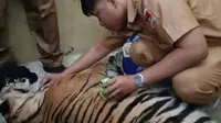 Seekor harimau sumatra (Panthera Tigris Sumatrae) yang ditemukan terkena jerat babi milik warga di Pasaman akhirnya mati. (Liputan6.com/ Dok BKSDA Sumbar)