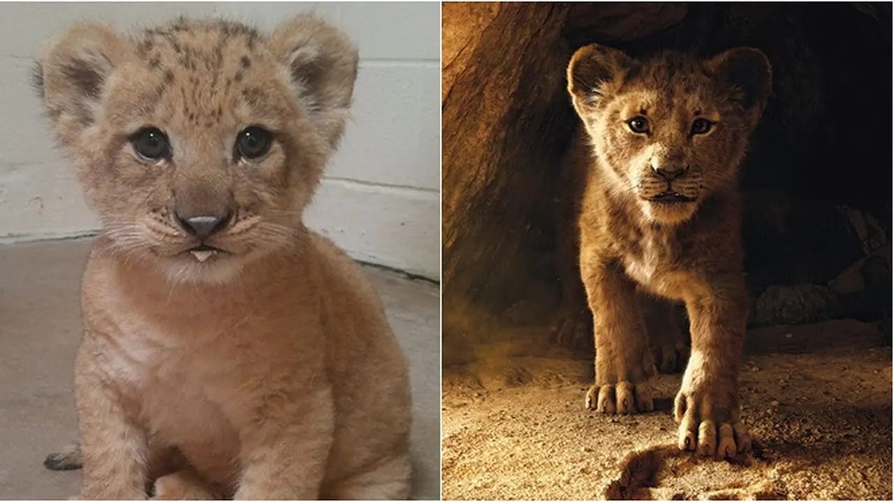 7 Potret Bahati, Bayi Singa yang Jadi Role Model Simba di The Lion King Live Action