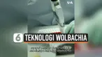 wolbachia
