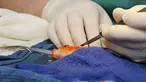 George, seekor ikan mas sedang menjalani operasi pengangkatan tumor di kepala, Australia, Selasa (16/9/14). (REUTERS/Lort Smith Animal Hospital/Handout via Reuters)