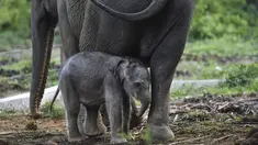 Bayi gajah sumatera yang baru lahir meminta ibunya bernama Suci (30 tahun) untuk menyusui di Unit Respons Konservasi Alue Kuyun di Meulaboh, provinsi Aceh (27/7/2019). Bayi gajah betina tersebut memiliki berat 70 kilogram, panjang 100 cm dan tinggi 90 cm. (AFP Photo/Chaideer Mahyuddin)
