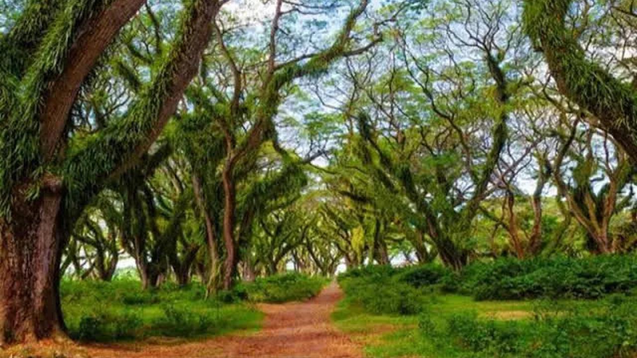 6 Wisata Banyuwangi yang Wajib Dikunjungi, Bikin Liburan Jadi Berkesan