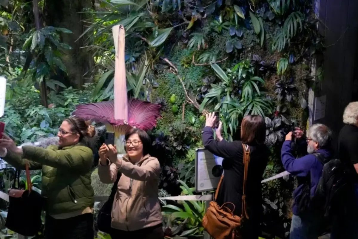 Para pengunjung menyaksikan bunga bangkai yang tengah mekar di California Academy of Sciences' Osher Rainforest, San Francisco, pada 28 Februari 2024. (Foto: AP/Jeff Chiu)