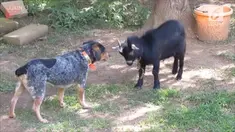 Seekor anjing terus menyalak pada kambing bernama 'Billy' hingga membuatnya emosi dan terjadi perkelahian.