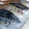 8 Tips Memilih Ikan Segar di Pasar Tradisional, Dapatkan Ikan Berkualitas untuk Hidangan Lezat