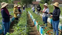 9 Contoh Kebun Tomat dari Jerigen Bekas untuk Ibu-Ibu Kelompok Wanita Tani