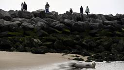 Institut Ilmu Pengetahuan Alam Kerajaan Belgia melaporkan jumlah anjing laut di negara ini telah meningkat selama 20 tahun terakhir. (John THYS / AFP)