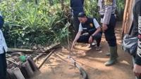 Duel Sengit Warga Sukabumi Vs King Cobra Besar, Ular Mati dengan Kepala Tertancap Tongkat