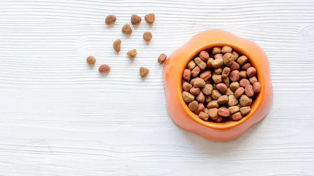 Sudah Benarkah Caramu Menyimpan Makanan Kucing? Ini Jawabannya