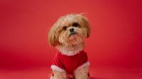 Fun facts about Shih Tzu that will surprise you. (Photo: Karsten Winegeart/Unsplash)