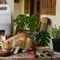 Cara Membuat Tempat Pakan Kucing dari Jerigen Bekas, Mudah dan Ramah Lingkungan