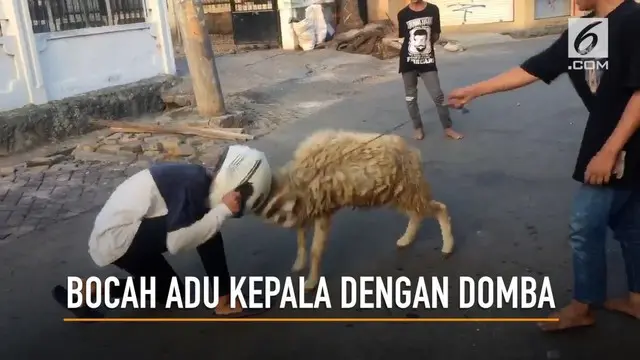 VIDEO: Bocah Adu Kepala dengan Domba, Siapa Menang?