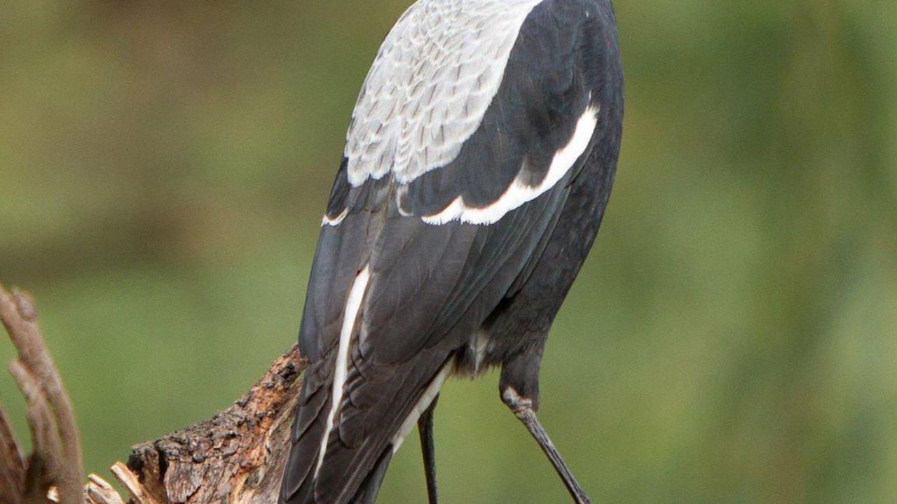Cara Merawat Burung Kacer Agar Sehat dan Kicau Gacor