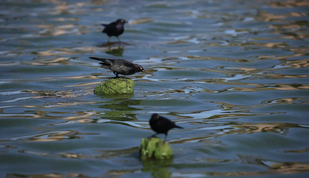 Burung-burung duduk di bebatuan di Clear Lake yang tertutup ganggang biru-hijau di Redbud Park, California (26/9/2021). Pejabat setempat mengatakan telah menemukan sianotoksin berbahaya tingkat tinggi dari ganggang di danau tersebut. (Justin Sullivan/Getty Images/AFP)