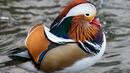 Bebek mandarin muncul di sebuah kolam di Central Park, New York, Selasa (27/11). Bebek langka tersebut mencuri perhatian karena warna bulunya tampak unik dan berbeda dari bebek yang ada di New York. (Don EMMERT / AFP)