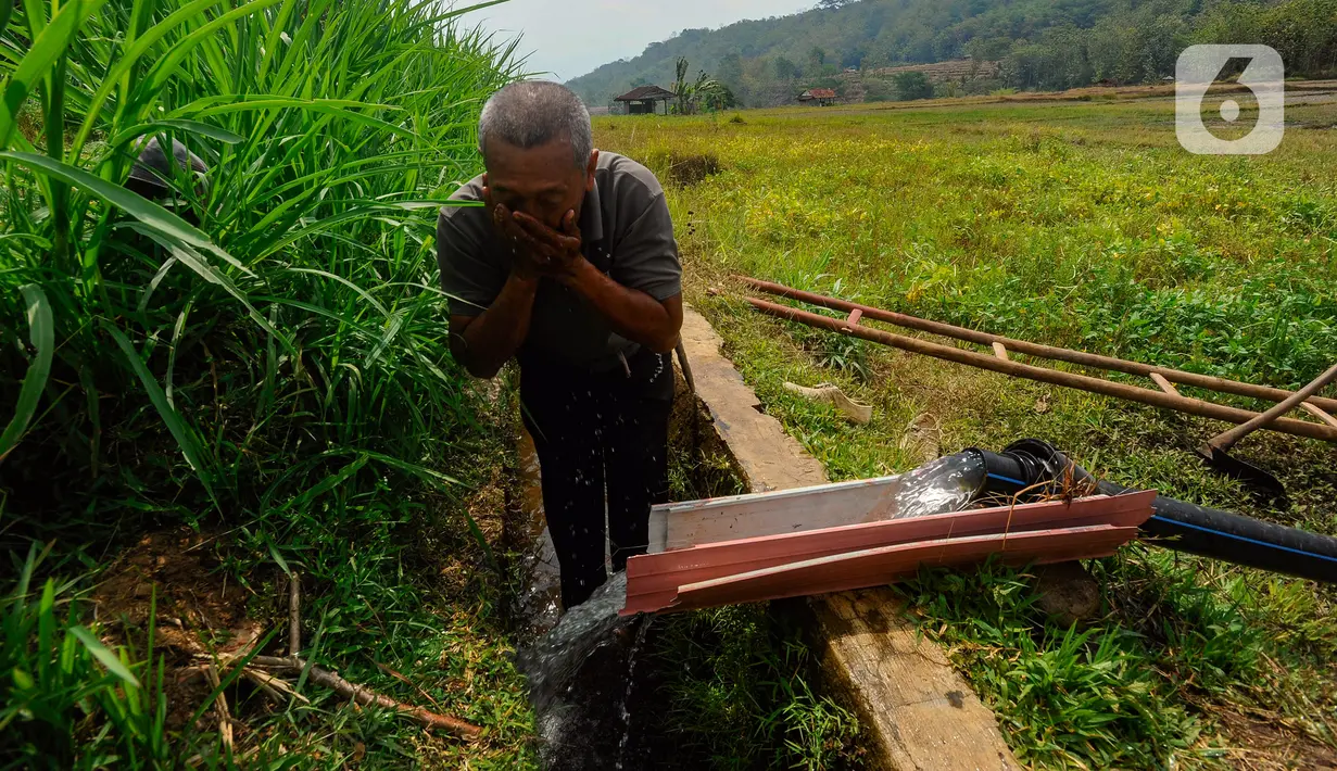 Semenjak adanya pembangkit listrik tenaga surya ini, para petani dapat melakukan panen padi dua kali dalam setahun yang sebelumnya hanya setahun sekali. (merdeka.com/Arie Basuki)