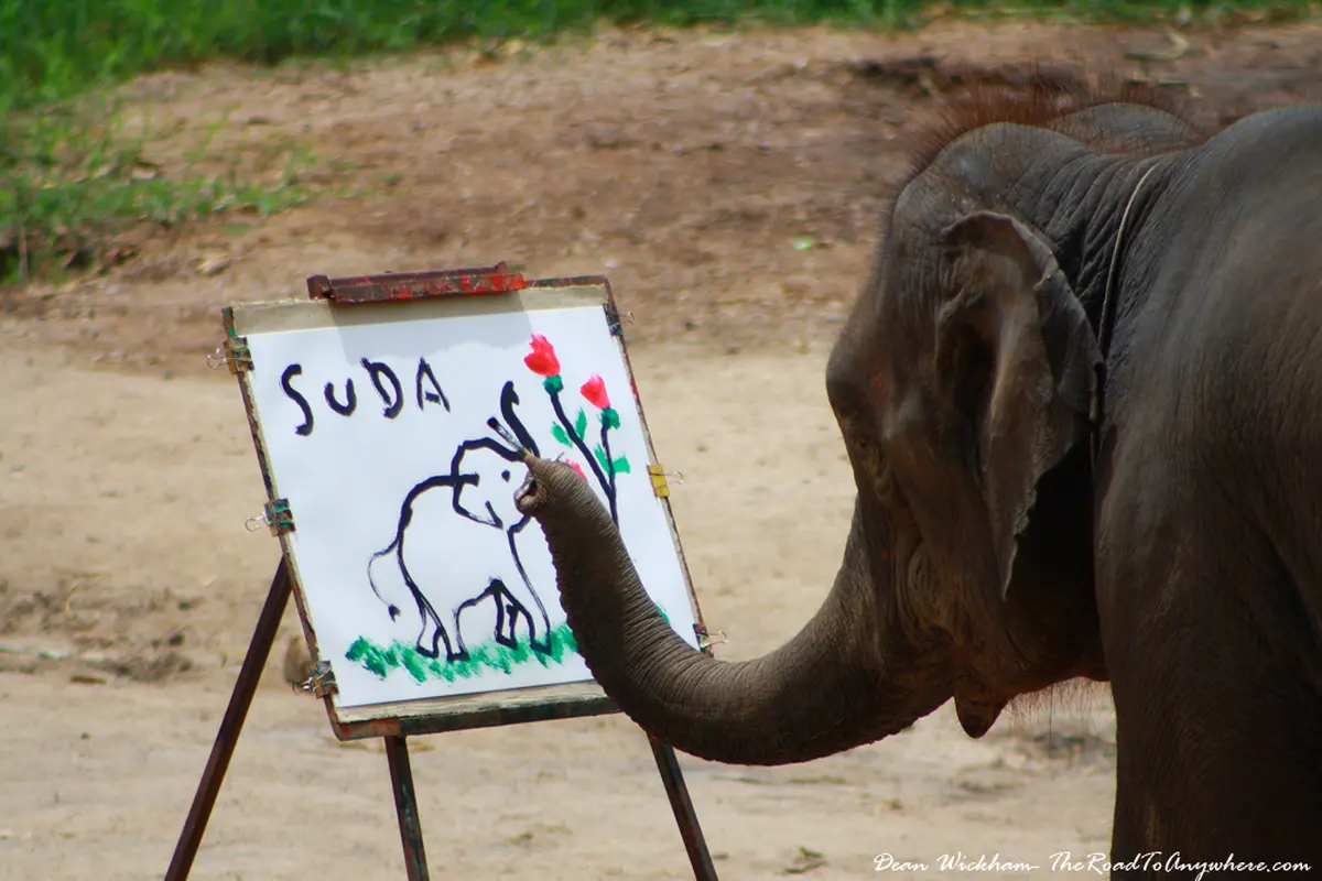 KEREN! Gajah Melukis Layaknya Profesional!