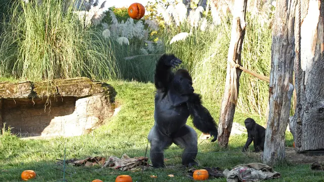 Tak Hanya Manusia, Hewan-Hewan Ini Juga Rayakan Halloween