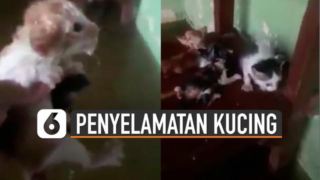 Seorang pria berhasil menyelamatkan beberapa anak kucing yang berenang saat banjir.
