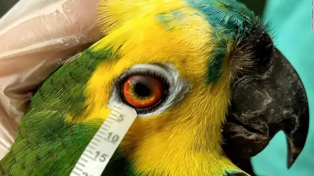 Air Mata Burung (Arianne P. Oriá/Universitas Federal Bahia)