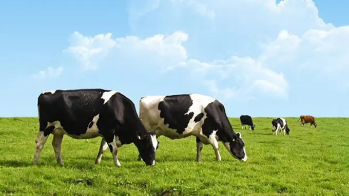 Photo: Copyright nutritionsecrets.com