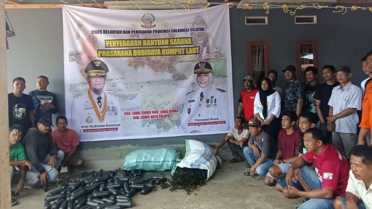 Tahukah Anda? Pemprov Sulsel Salurkan 141 Ton Bibit Rumput Laut untuk Petani di Luwu Raya, Dukung Produksi Nasional