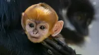 Seekor monyet 'Langka' lahir di Kebun Binatang Australia. (TARONGA ZOO/AFP / Rick Stevens)