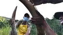 Petugas kehutanan India mencuci gading usai dipotong dari seekor gajah liar yang telah mati di desa Panbari, India (2/11). Jika gading tidak diambil, dikhawatirkan ada pihak yang mengambil untuk dijual secara ilegal. (AFP Photo/Biju Boro)