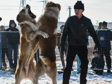 Dua pria melihat anjing Alabay miliknya saat bertarung di Kota Bishkek, Kyrgyzstan (18/11). Sekitar 23 pemilik membawa anjing mereka untuk ambil bagian dalam acara pertempuran untuk gelar "juara breed". (AFP Photo/Vyacheslav Oseledko)
