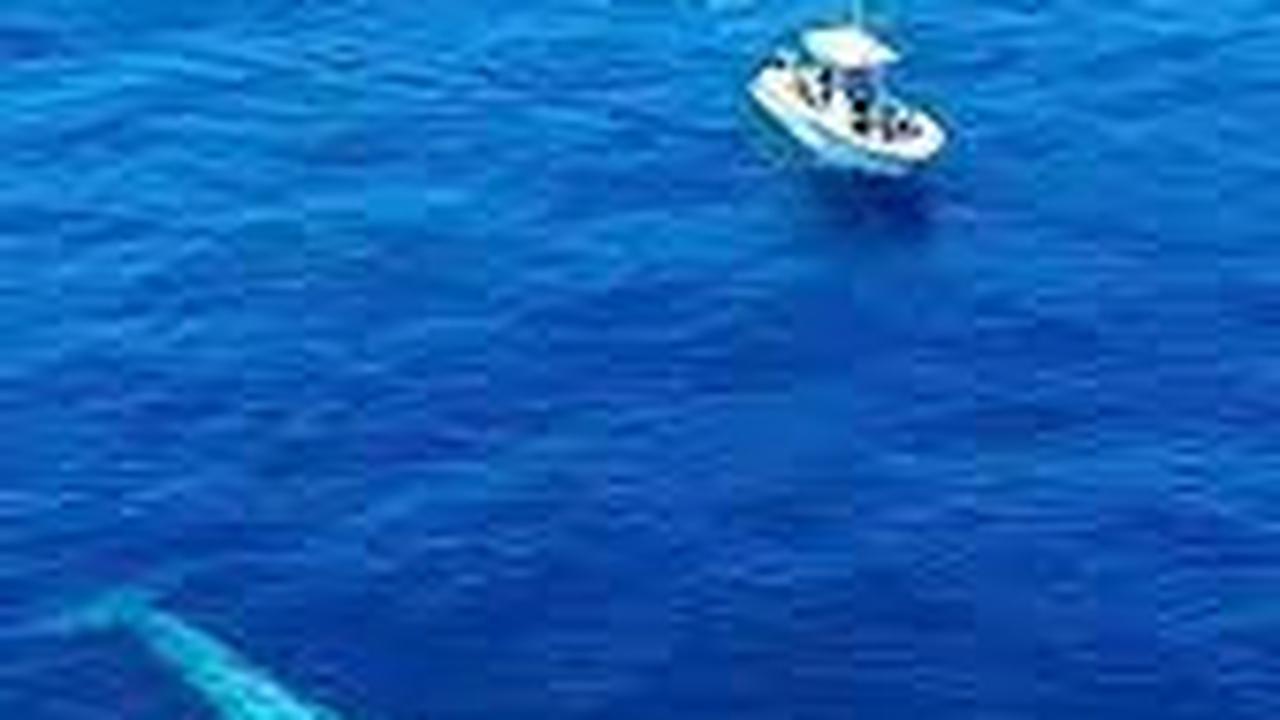 Paus Biru