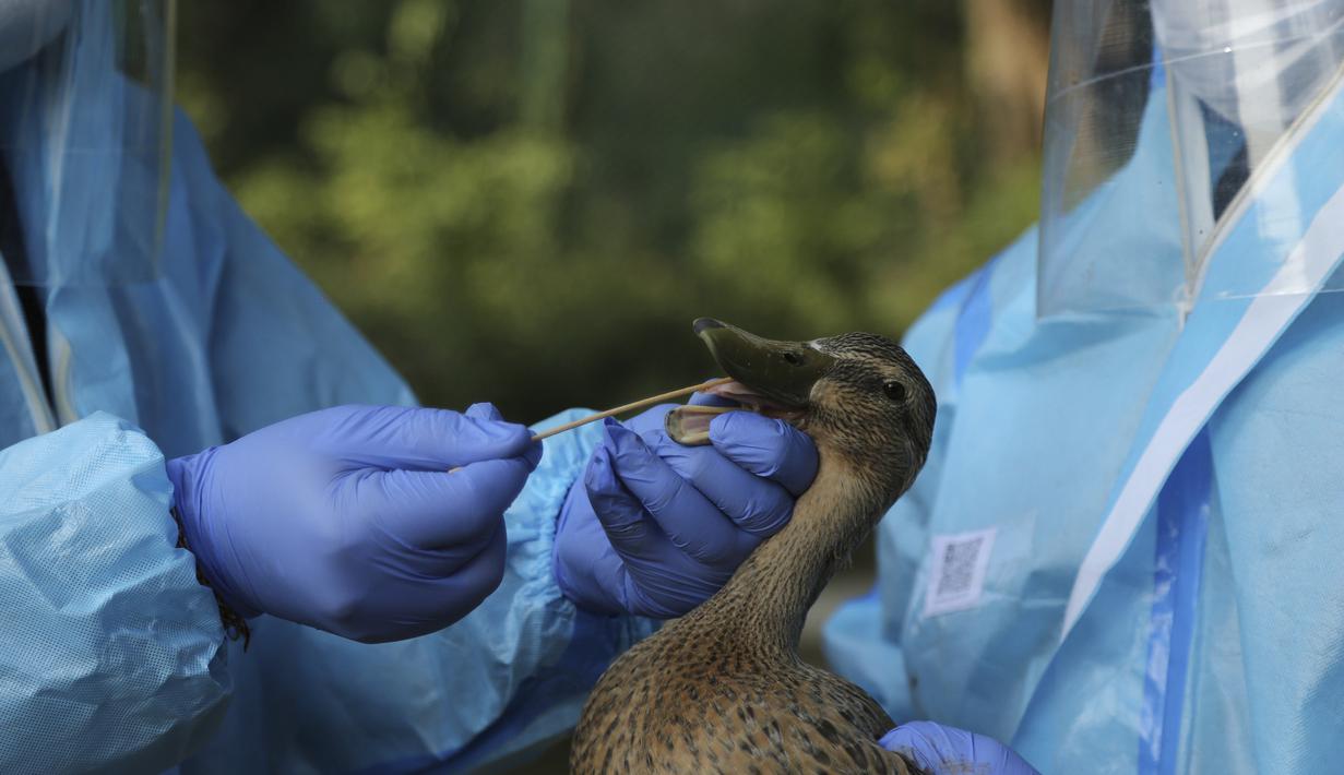 Dokter departemen satwa liar India mengumpulkan sampel usap dari bebek di taman Manda di Jammu, India (7/1/2020).  Di negara bagian utara Himachal Pradesh melaporkan kasus flu burung, sekitar 2.400 burung migrasi kebanyakan angsa ditemukan mati di sekitar bendungan Pong Dam. (AP Photo/Channi Anand)