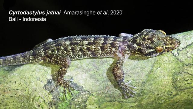 Penemuan Spesies Endemik  Baru Reptil  di Taman Nasional 
