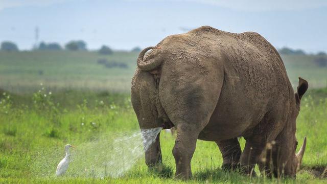 6 Foto Pemenang Comedy Wildlife Photography Awards 2019 Bikin Ngakak Hot Liputan6 Com