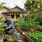 6 Trik Berkebun Organik untuk Sayuran agar Panen Maksimal Meskipun Tanpa Pupuk Kimia