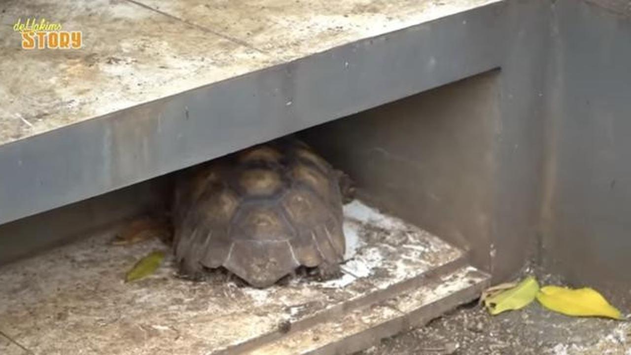 Tinggal di Gang Sempit, Ini 8 Potret Kebun dan Kandang Hewan di Rumah Ayu Ting Ting