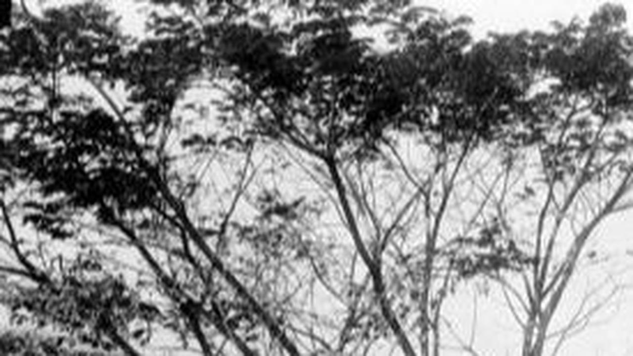 Dulu Hutan Belantara yang Tak Dilirik Orang, Ini Kisah di Balik Berdirinya Kabupaten Pacitan