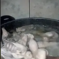 Hanya 30 Menit, Begini Cara Singkat Rebus Ayam Kampung Tanpa Alat Presto (TikTok/@dapuratin1)